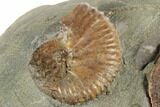 Fossil Ammonites (Sphenodiscus & Jeletzkytes) - South Dakota #189320-1